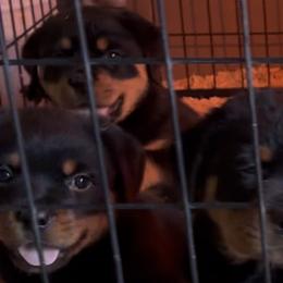 Rottweiler Puppies from Von Decker Rottweilers