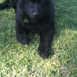 German Shepherd Puppies from Alte Schule Shepherds