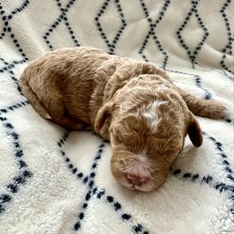 Rose - Apricot female Goldendoodle puppy in New Britain, Connecticut from Goldendoodles Yorkiepoo Stars CT