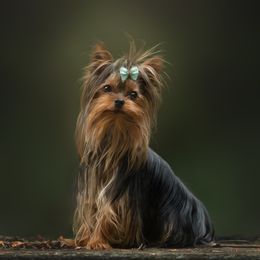 Tommy - Yorkshire Terrier