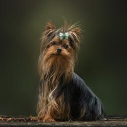 Tommy - Yorkshire Terrier