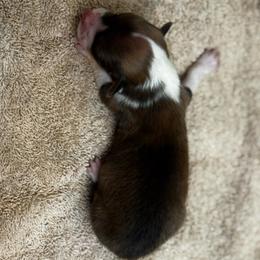 Swayzie - White and red male Pembroke Welsh Corgi puppy in Nortonville, Kansas from Low Riders Corgis & Mini Aussies