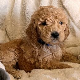 Bernedoodle and Goldendoodle Puppies from Gracie's Goldendoodles and Bernedoodles