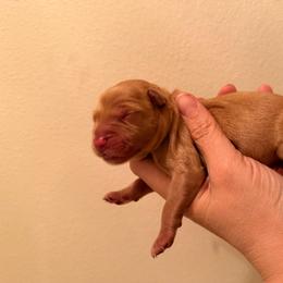 Black Collar - Golden male Golden Retriever puppy in Covington, Louisiana from MyKy Puppies