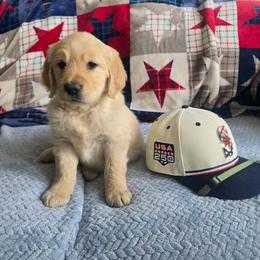 Mr. Green - Golden male Golden Retriever puppy in Chewelah, Washington from Agape Goldens