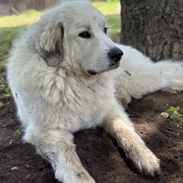 Great Pyrenees All Grown Up from McCarthy Ranchette