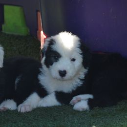 Old English Sheepdog Puppies from Roland Hills Farm