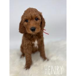 Henry - Red  male Goldendoodle puppy in Smithfield, Kentucky from KBK9 Kennels