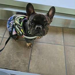 Cirie - Black and tan female French Bulldog puppy in Minco, Oklahoma from Findley’s Furbabies