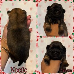 Noelle - Sable female Shih Tzu puppy in Yelm, Washington from Lala's All Star Shih Tzu