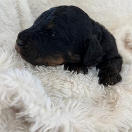 Atlas - Phantom male Bernedoodle puppy in Gilbert, Arizona from LittleLegacyDoodles