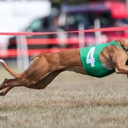 Whippets from Majestic Whippets