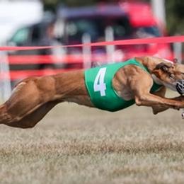 Whippets from Majestic Whippets