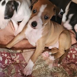 Boy 1 - Red male Italian Greyhound puppy in Phillips, Maine from Maplewood Italian Greyhounds