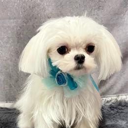 Amigo - White male Maltese puppy in San Diego, Temecula, Ontario, California from Yorkie & Maltese Royalty