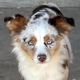 Ginger - Toy Australian Shepherd