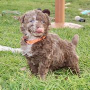 Cap'n Crunch - Brown merle Mudi puppy in Valley Mills, Texas from Graves Farm Mudi
