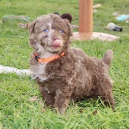 Cap'n Crunch - Brown merle Mudi puppy in Valley Mills, Texas from Graves Farm Mudi