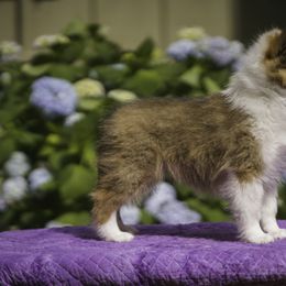 Shetland Sheepdog Puppies from Solange Shelties