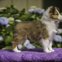 Shetland Sheepdog Puppies from Solange Shelties