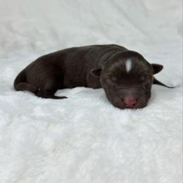 Wesley - Red tri male Miniature Australian Shepherd puppy in Bedias, Texas from JSK Aussie and Cavaliers