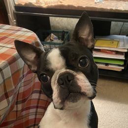 Brick - Boston Terrier