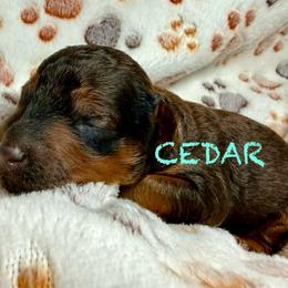 CEDAR - Sable male Poodle puppy in Peyton, Colorado from Fuzzybottoms Ranch LLC