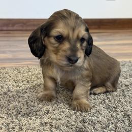 Boy 2 - Cream male Dachshund puppy in Rio, Wisconsin from Three K Miniature Dachshunds