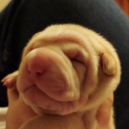 Chinese Shar-Pei from Pacific Northwest PeiPals