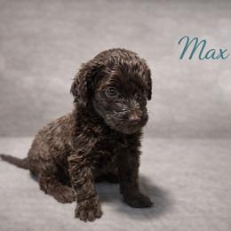 Max Mayfield - Brown female Bernedoodle puppy in Bennett, Colorado from Darling Paws, LLC