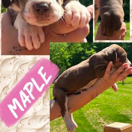 Maple - Chocolate and white female Great Dane puppy in Wellsville, New York from Prophecy Danes