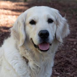 Chloe - Golden Retriever