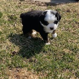 Miniature Australian Shepherd Puppies from Liberty Luck Mini Aussies