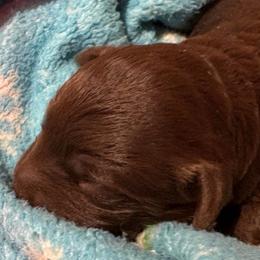 Noel - Brown female Cockapoo puppy in Larimer County, Colorado from Puppy Love Doodles