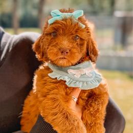 PEPPERMINT - Red  female Goldendoodle puppy in Iola, Texas from Supreme Doodles of Texas