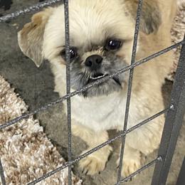 Tobi - Shih Tzu