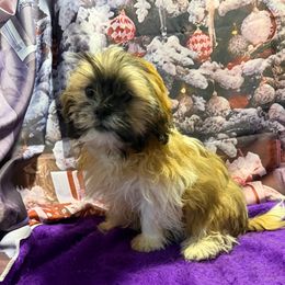 Claire - Female - Black gold and white female Shih Tzu puppy in Chariton, Iowa from Mia Lucky Maltese