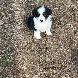 Girl 3 - Black tri Miniature Australian Shepherd puppy in Greensboro, North Carolina from Rambling L Toy& Mini Aussies