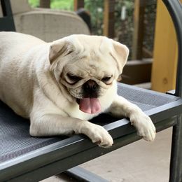 Beyza - Pug