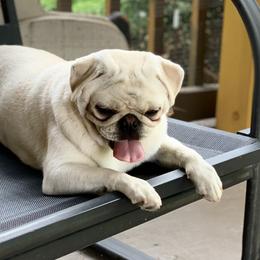 Beyza - Pug