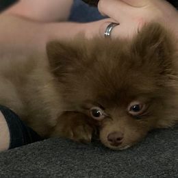 Pomeranian Puppies from Partain Poms