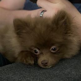 Pomeranian Puppies from Partain Poms