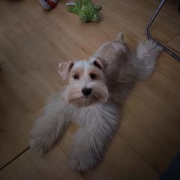 Mazikeen - Miniature Schnauzer