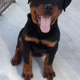 Rottweiler Puppies from Hicks Farms Rottweilers