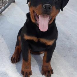 Rottweiler Puppies from Hicks Farms Rottweilers