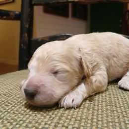 Boy 1 - Cream male Goldendoodle puppy in Texas from Doodles Divine