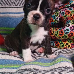 Betty - Brindle and white female French Bulldog puppy in Elberta, Alabama from Old Orchard Farm