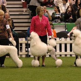 Poodle All Grown Up from LarKan Std Poodles