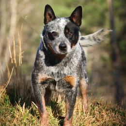 Lasso - Australian Cattle Dog