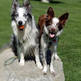 Sporty Mix puppies from Noko's dogs